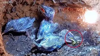 This baby bird is eating a praying mantis 