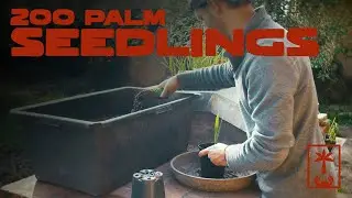 200 palm seedlings, morning repot (Mexican fan palm, California fan palm)