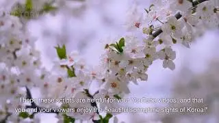Three places for spring flowers in Korea for foreign tourists