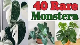 40 Monstera plant Varieties with Names | Monstera Plant Species | Plant and Planting