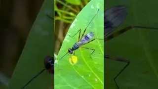 Leaf Fly #shorts #fly #insects #sinakh #animals #pets #birds #fish #wildlife #tropical #nature #4k