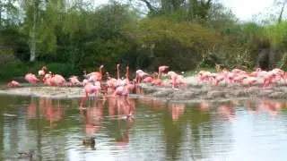 Wildfowl and Wetlands Trust at Slimbridge