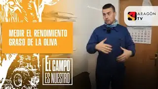 Toca medir el rendimiento graso de la oliva