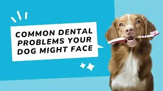 Canine Dental Health Exposed: Common Oral Problems Your Dog Might Face