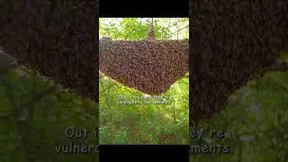 The Tiny Bees' Moving Journey #wildlife #animals #shorts