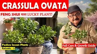 Crassula Plant Care I Money Attraction, Care Guide, Vastu Directions, Problems & Solutions