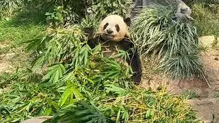 Macao Giant Panda Pavilion Vid2 seac pai van park