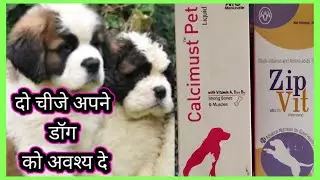 अपने Dog को दे यह 2 चीजे।। Pets care by pets zoo