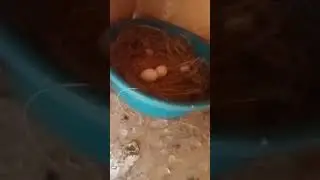 Hi friends 🧡 Today update our pigeon lay eggs and hatch chick friends 🧡. #BNANIMALSSHOP