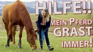 Pferd frisst STÄNDIG: Pferd am Grasen beim Spazieren hindern | Grasen auf Kommando