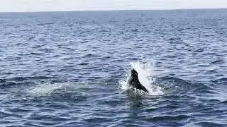 Seals above the wreck of Gutrune