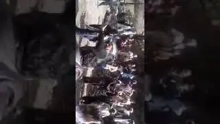 Pashto allai