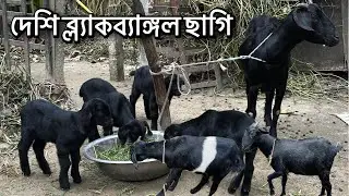 খামারের জন্য উন্নত জাতের দেশী ছাগি।দেখাবো আজকের ভিডিওতে।৫-১-২৬,মঙ্গলবার।Blackbengol।