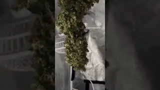Fastbuds Gorilla Cookies Autoflower 🤩#homegrown #fastbuds #advancednutrients #acinfinty #germany