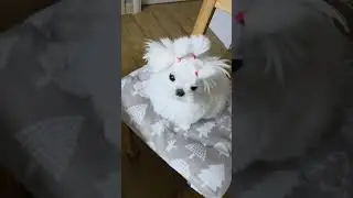 예쁜가? 못났나? 애매하다. 종자가 다른듯 토끼같어. Am I pretty? Am I ugly? Ambiguous. It looks like a rabbit, What,s it?