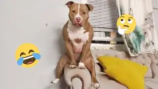 Смешная подборка видео с собаками &ndash; Лучшие видео с собаками 2025 года 🐕🤣 #15