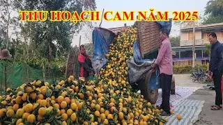 Thu hoạch Cam Vinh năm  2025|| Farm life VN