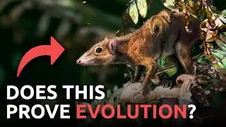 Изменят ли фрагменты опоссума историю эволюции?