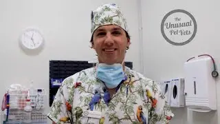 Our Story - The Unusual Pet Vets
