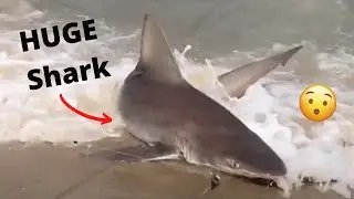 MONSTER Shark Caught off Beach in Maryland! Assateague Island Shark Fishing: Shark Fishing Surf