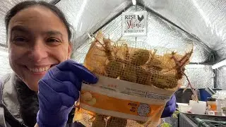 Bird Food, Meal Worms, and Sprouting Kitchen Leftovers | 2026 Feeding Fridays Ep. 03