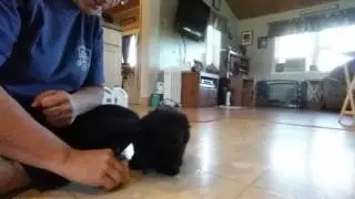 Training Little Leo the Poochon