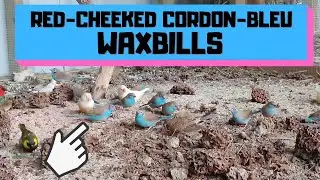Red-Cheeked Cordon-Bleu Waxbills