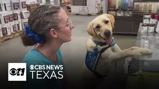 Lonestar visits Home Depot, prepares for service dog training exams