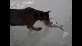 Kelpie finds fish