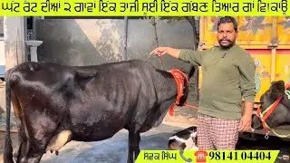 ਘੱਟ ਰੇਟ ਦੀਆਂ 2 ਗਾਵਾਂ ਇੱਕ ਤਾਜ਼ੀ ਸੂਈ ਇੱਕ ਗੱਬਣ ਤਿਆਰ ਗਾਂ ਵਿ!ਕਾਊ 