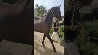 Fars _Al Arab | Malik Farm