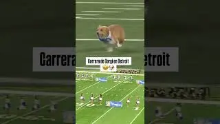 La mejor carrera que ver&aacute;s hoy&hellip; 🥰🐶 (via: Kelley Root/ nflonfox) #shorts | ESPN Deportes