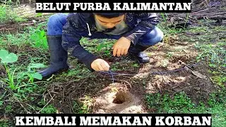 Mancing Belut Purba Di Kebun Sawit Ukurannya Bikin Netizen Geleng Geleng Kepala! Belut Monster Sawit