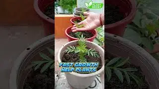 🌿 Plant Boost &ndash; India&rsquo;s No.1 Organic Growth Booster for Healthy Plants 😍 #garden #plants #gardening