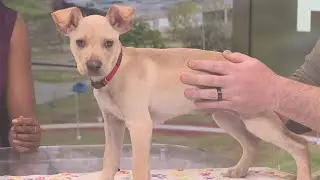 Humane Society of Southeast Texas has many dogs, cats looking for forever homes