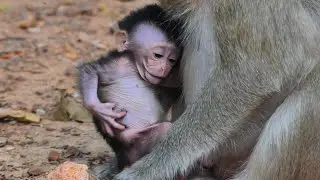 Mom something bite on my back!! Cute baby monkey try to tell mom that something wrong on skin