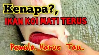 Penyebab Yang Sering Terjadi Mengapa Ikan Koi Sering Mati
