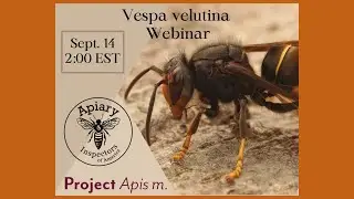 Биология желтоногого шершня (Vespa velutina), новости и чего ожидать в США.