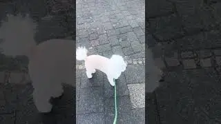 No Walk Without Sabine 😅 Our Cat Always Joins the Fun