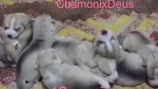 Как росли наши любимые Хасята из питомника 