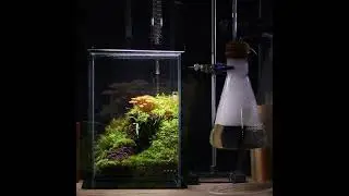 Mushroom Stump [Mushroom Terrarium] #shorts