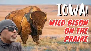 Iowa&rsquo;s Hidden Gem: Neal Smith National Wildlife Refuge | Bison, Hiking & Drone Views