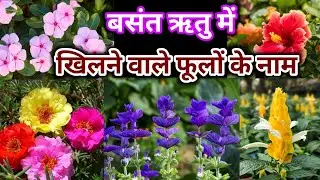 बसंत ऋतु में कौन-कौन से फूल खिलते हैं?/गर्मी में खिलने वाले फूल कौन से हैं?