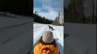 Thrilling Dog Sledding Adventures in the Canadian Rockies