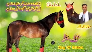 King Hitler Horse Last Try Before His Death #shughalmela #horse #death