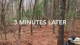Massachusetts Bow Hunting - BIG BUCK CALLED IN!