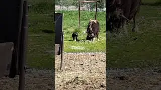 Alaska&rsquo;s Arctic Giants: Momma Musk Ox & Calf