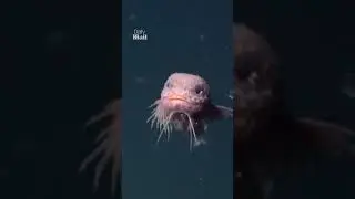 Meet the 'world's cutest sea monster,' the snailfish