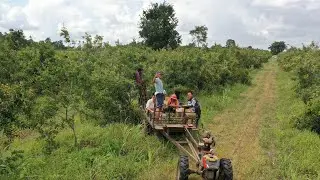 Sunday visit longan farm