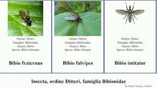 Insecta, ordine Ditteri, famiglia Bibionidae imitator spectabilis ferruginatus Patrikios fulvipes